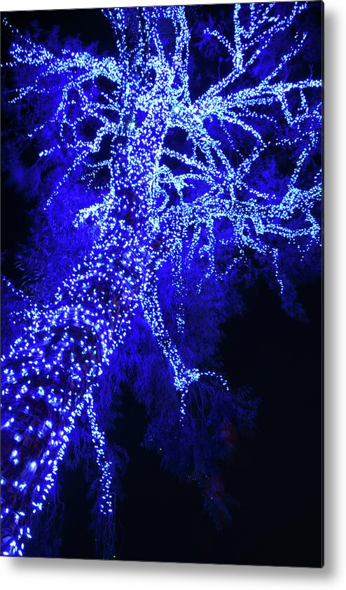  Metal Print featuring the photograph Tree in Blue Light by Catherine Walters