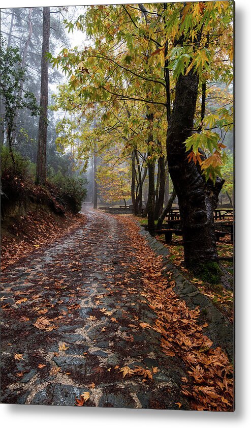 Autumn Metal Print featuring the photograph Autumn landscape with trees and Autumn leaves on the ground after rain by Michalakis Ppalis