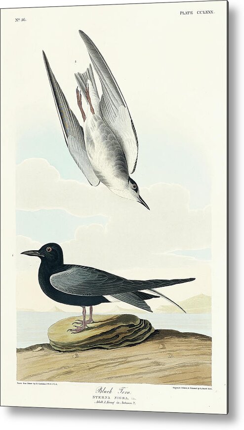 Audubon Birds Metal Print featuring the drawing Black Tern #1 by John James Audubon