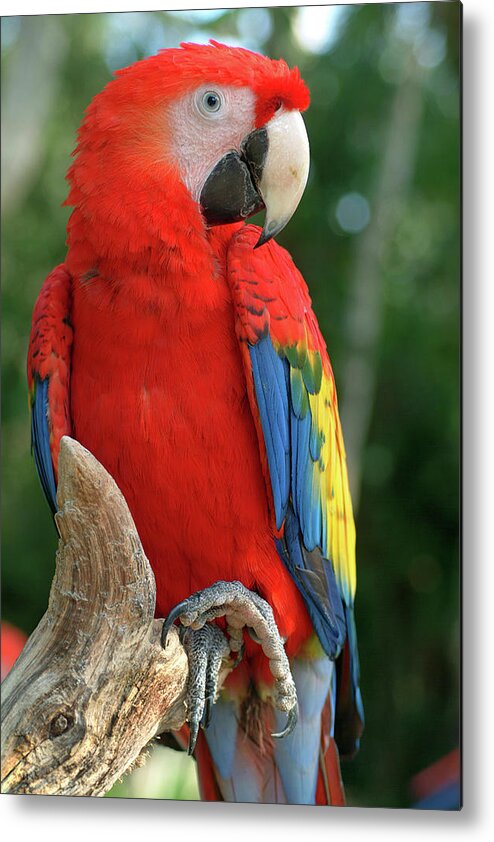 Scarlet Macaw Metal Print featuring the photograph Colors of the Rainbow by Melissa Southern