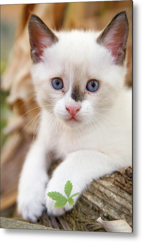 Animal Metal Print featuring the photograph Cute 2 month old white kitten #1 by Ian Middleton