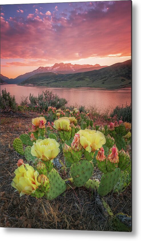 Utah Metal Print featuring the photograph Deer Creek Golden Cactus Flower Sunset #1 by Wasatch Light