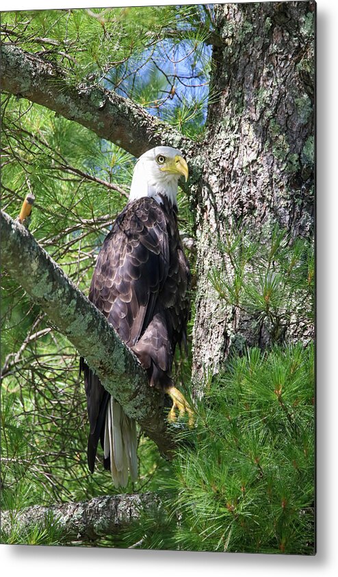 American Eagle Metal Print featuring the photograph Eagle #1 by Brook Burling