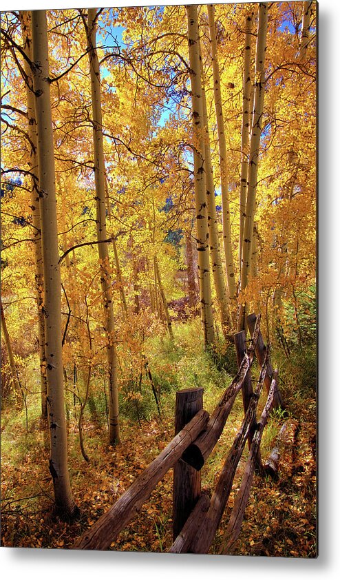 Colorado Metal Print featuring the photograph Fall colors #1 by Bob Falcone