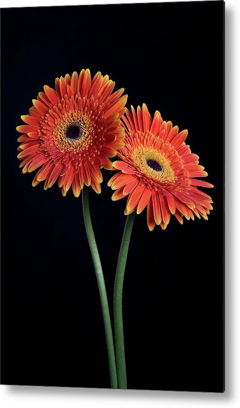 Daisies Metal Print featuring the photograph Fresh Daisy flower isolated on black background by Michalakis Ppalis