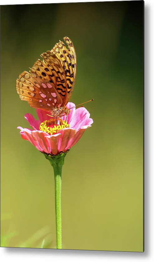 Fritillary Metal Print featuring the photograph Fritillary #1 by Brook Burling