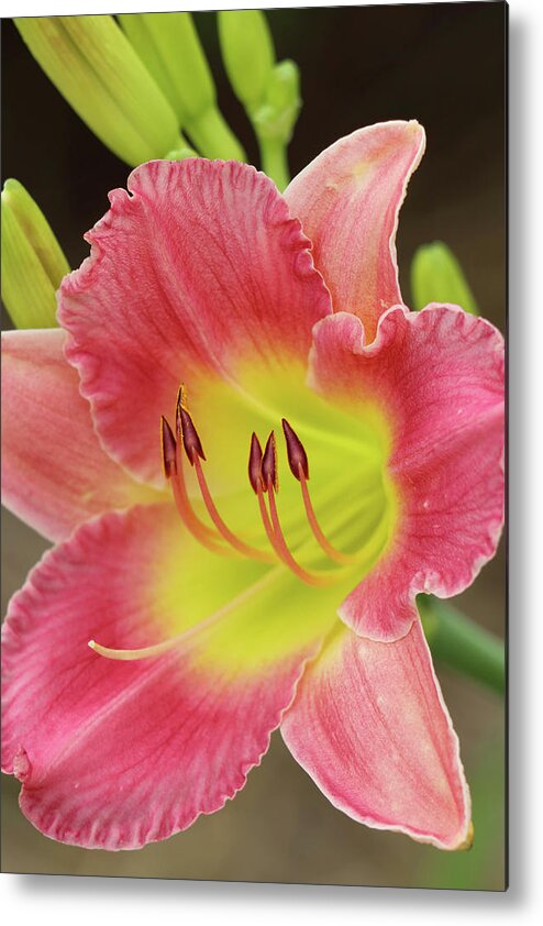 Daylily Metal Print featuring the photograph Gracefully Yours #1 by Mary Anne Delgado