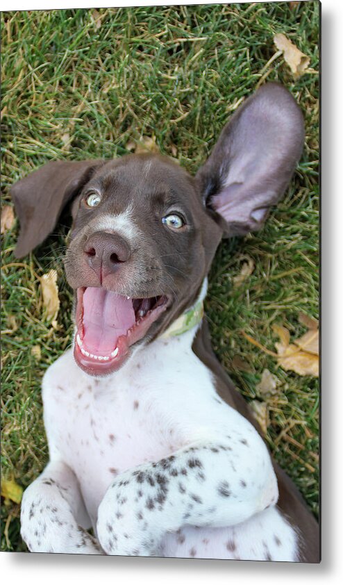 Gsp Metal Print featuring the photograph Happy Pup #1 by Brook Burling