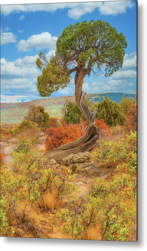 Juniper Tree Metal Print featuring the photograph Juniper Tree, Black Canyon of the Gunnison National Park, Colorado by Tom Potter