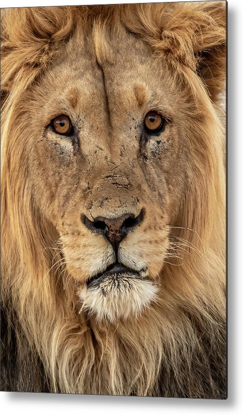 Lion Metal Print featuring the photograph Kgalagadi Lion #1 by MaryJane Sesto