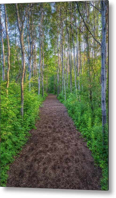 Path Metal Print featuring the photograph Lead the Way by Brad Bellisle