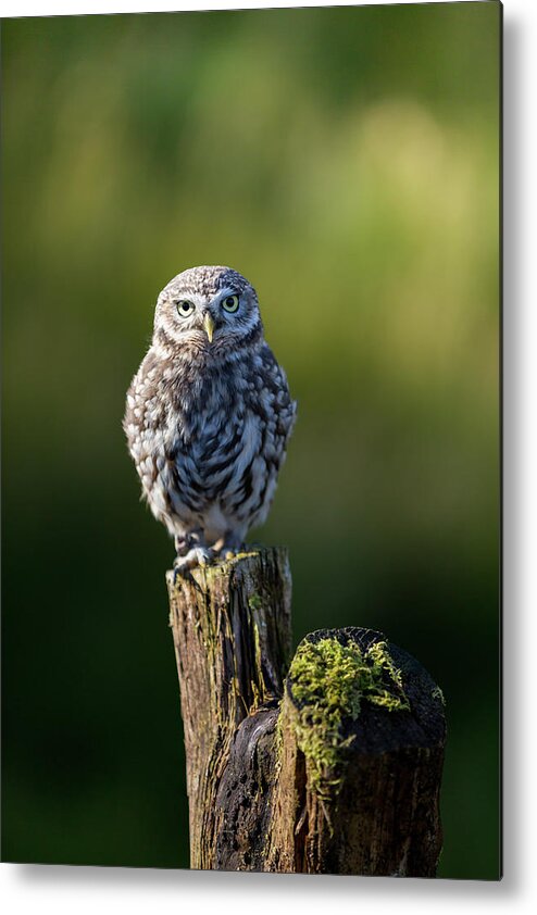 Little Owl Metal Print featuring the photograph Little Owl by Anita Nicholson