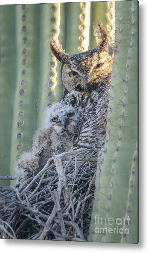 Owl Metal Print featuring the photograph Me and Mom Great Horned Owls #2 by Lisa Manifold