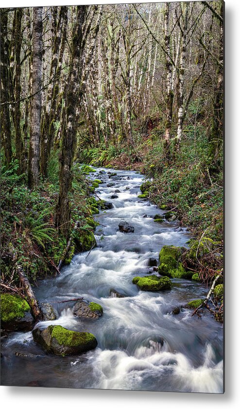 Oregon Mountain Stream Metal Print featuring the photograph Oregon Mountain Stream and Alder Trees #1 by Catherine Avilez