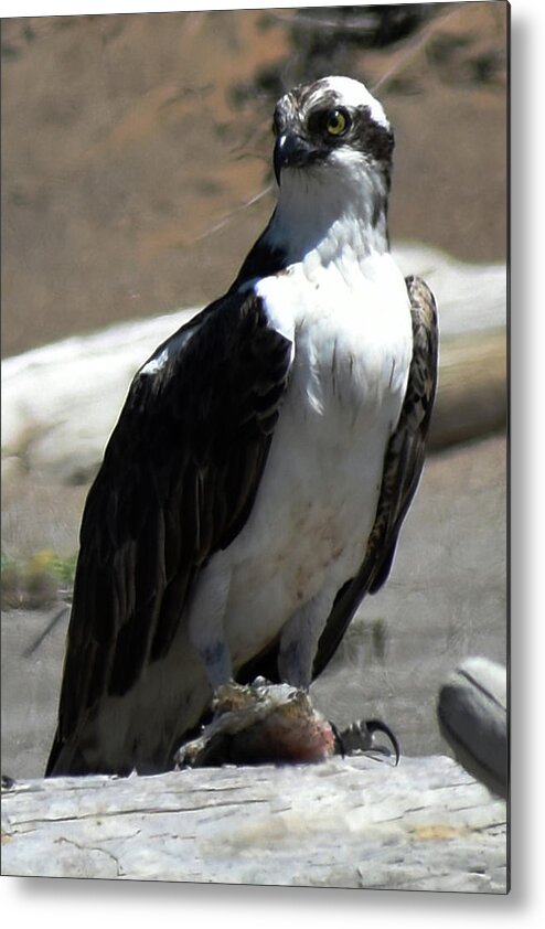 Osprey Metal Print featuring the photograph Osprey #2 by Mark Norman