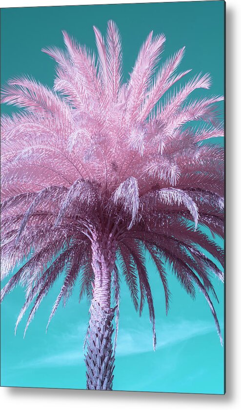 Palm Metal Print featuring the photograph Palm Tree by Carolyn Hutchins