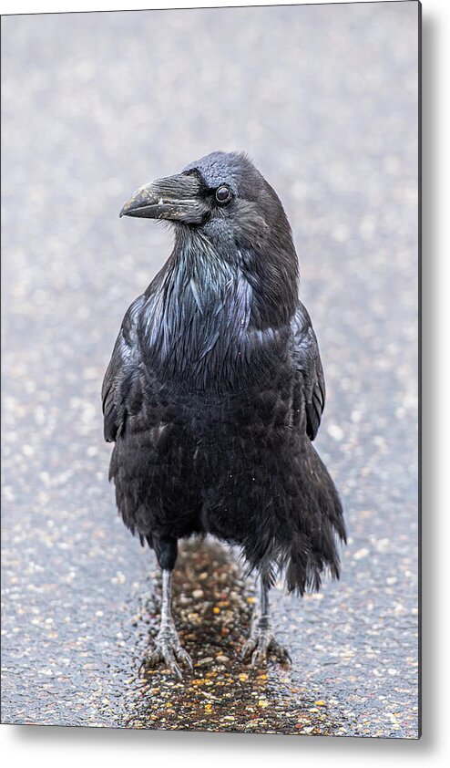 Crow Metal Print featuring the photograph Raven #1 by Paul Freidlund