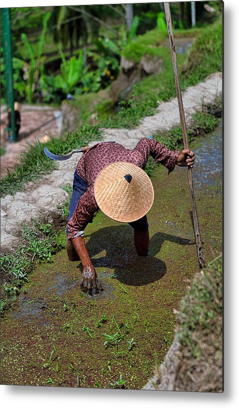 Working Metal Print featuring the photograph Rice farmer works at Tegallalang rice terrace, Ubud, Bali Island #1 by Mauro Tandoi
