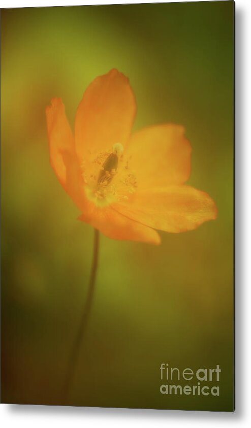 Botanical Metal Print featuring the photograph Solace for the Soul #1 by Venetta Archer