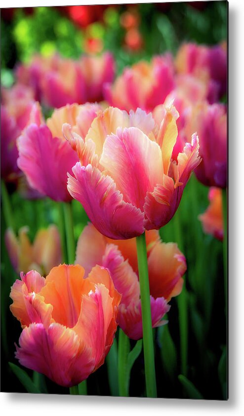 Tulips Metal Print featuring the photograph Spring Tulips #2 by Julie Palencia