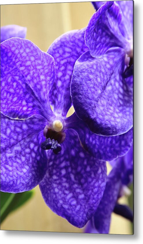 China Metal Print featuring the photograph Vanda Orchid Portrait II by Tanya Owens
