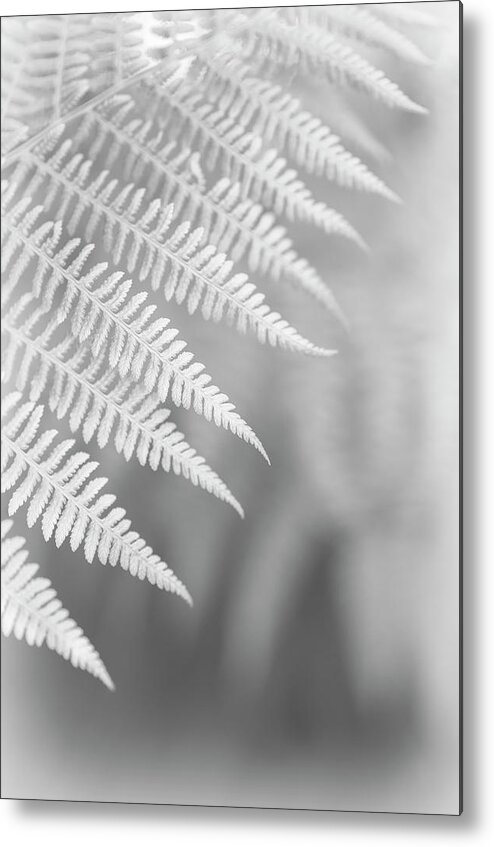 Alan Copson Metal Print featuring the photograph Ferns #15 by Alan Copson