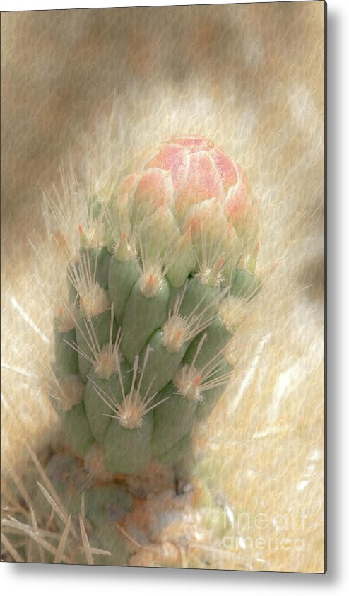 Cactus Metal Print featuring the photograph 1630 Watercolor Cactus Blossom by Kenneth Johnson