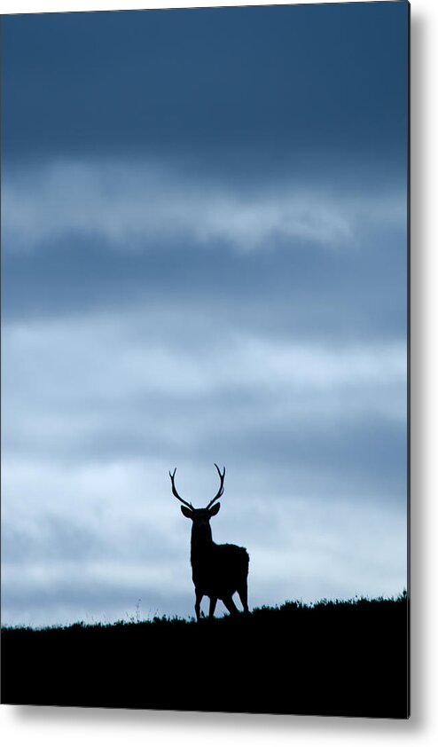 Stag Silhouette Metal Print featuring the photograph Stag Silhouette #17 by Gavin MacRae