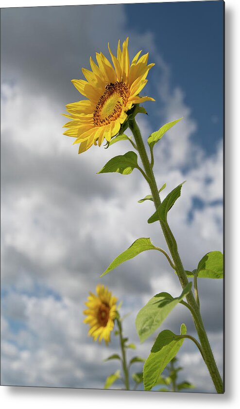 Sunflower Metal Print featuring the photograph Sunflower #2 by Carolyn Hutchins