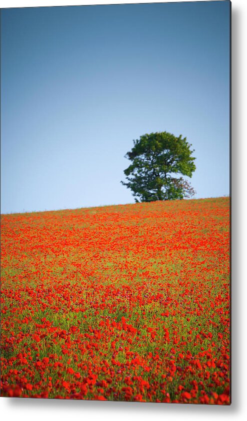 Alan Copson Metal Print featuring the photograph Tree in a Poppy Field #2 by Alan Copson