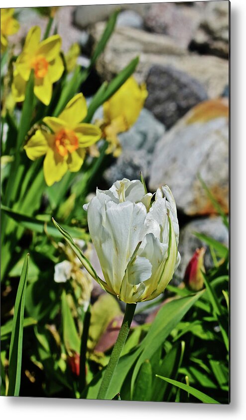 Tulips Metal Print featuring the photograph 2020 Acewood Tulips By the Water 2 by Janis Senungetuk