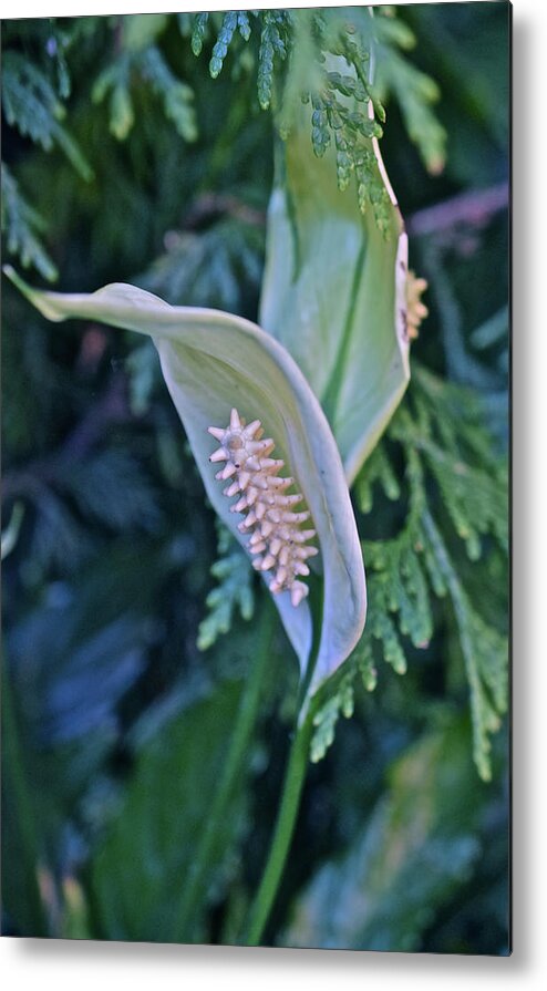 Lily Metal Print featuring the photograph 2020 Peace Lily 2 by Janis Senungetuk