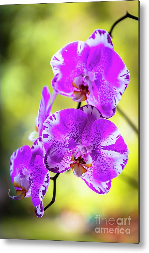 Background Metal Print featuring the photograph Purple Orchid Flowers #24 by Raul Rodriguez