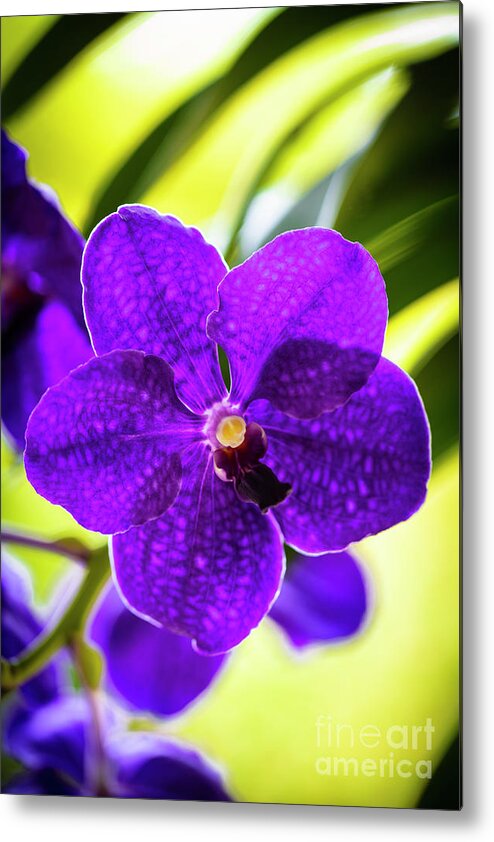 Background Metal Print featuring the photograph Purple Orchid Flowers #28 by Raul Rodriguez