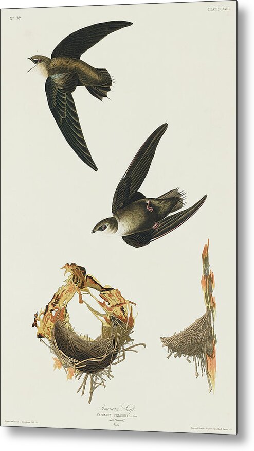 Audubon Birds Metal Print featuring the drawing American Swift #3 by John James Audubon