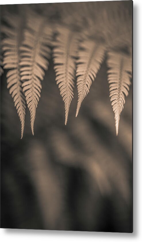 Alan Copson Metal Print featuring the photograph Ferns #3 by Alan Copson