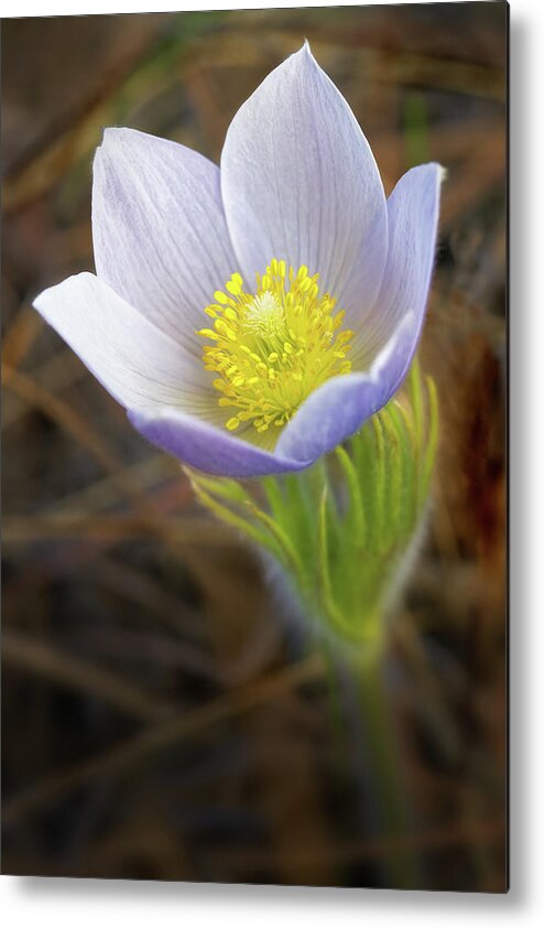 Pasque Flower Metal Print featuring the photograph Pasque Flower #3 by Bob Falcone