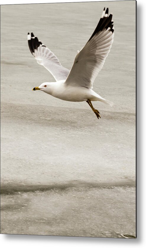 Larus Metal Print featuring the photograph Ring-billed Gull in flight #3 by SAURAVphoto Online Store