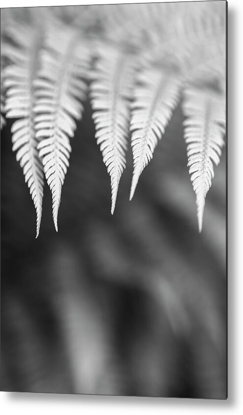 Alan Copson Metal Print featuring the photograph Ferns #4 by Alan Copson
