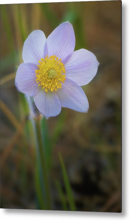 Pasque Flower Metal Print featuring the photograph Pasque Flower #4 by Bob Falcone