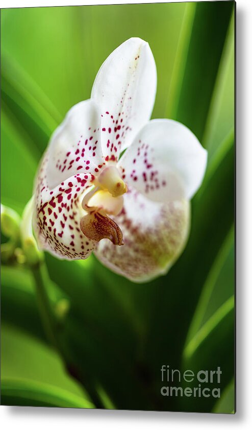 Background Metal Print featuring the photograph Spotted Orchid Flower #4 by Raul Rodriguez