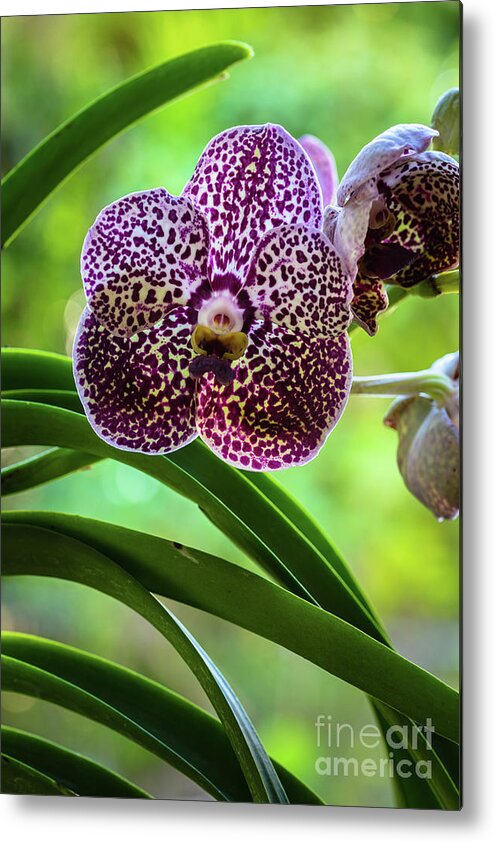 Ascda Kulwadee Fragrance Metal Print featuring the photograph Spotted Vanda Orchid Flowers #4 by Raul Rodriguez