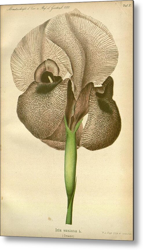 Flower Metal Print featuring the mixed media Beautiful Vintage Flower #597 by World Art Collective
