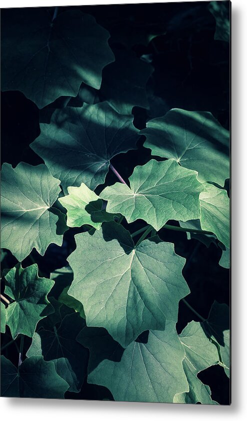 Decoration Metal Print featuring the photograph Green plants in natural conditions #7 by Benoit Bruchez