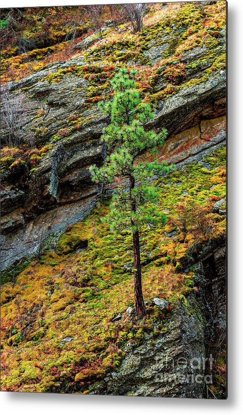 Landscape Metal Print featuring the photograph A Firm Foundation by Pamela Dunn-Parrish