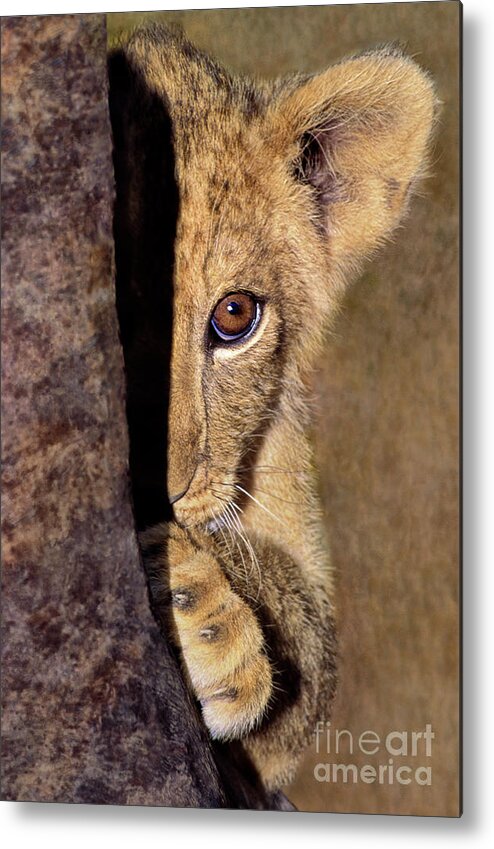 African Lion Metal Print featuring the photograph A Lion Cub Plays Hide and Seek Wildlife Rescue by Dave Welling