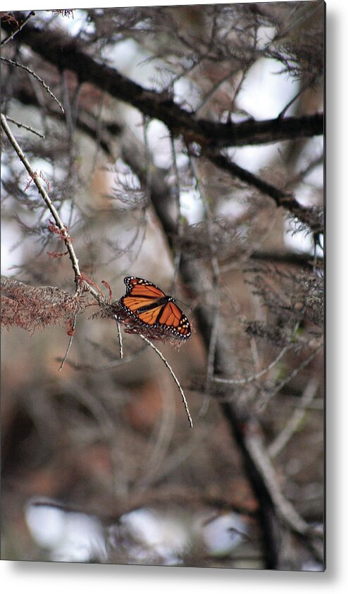 Monarch Butterfly Metal Print featuring the photograph A Monarch for Granny by Alycia Christine