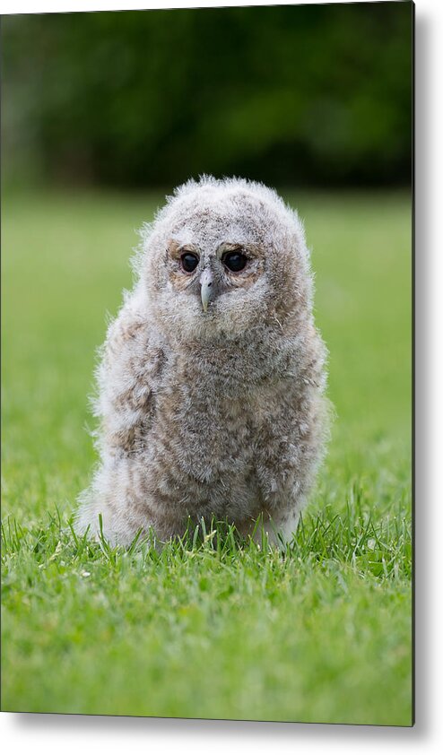 Owlet Metal Print featuring the photograph A Young Captive Bred Tawny Owl by Images from BarbAnna