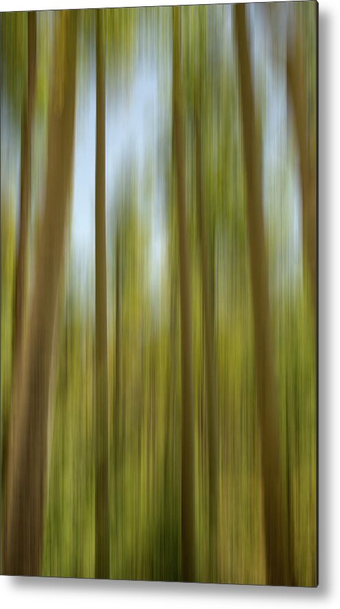 Colorado Metal Print featuring the photograph Abstract of Young Aspens by Kevin Schwalbe