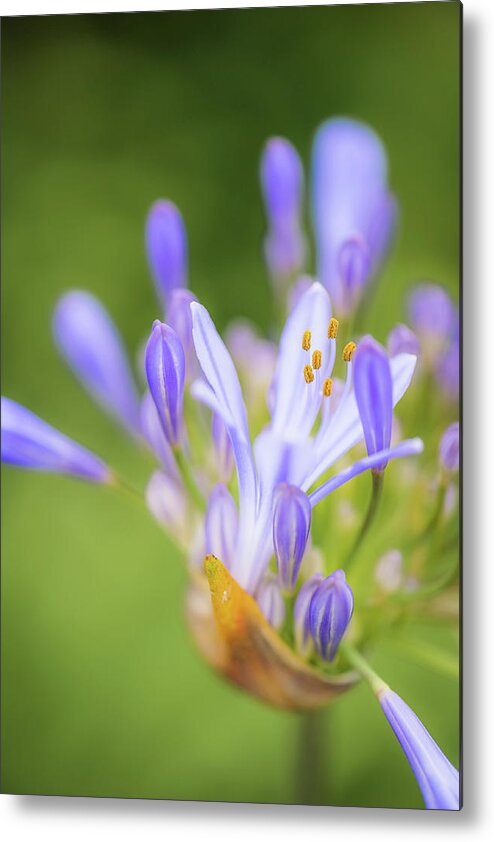 Agapanthus Metal Print featuring the photograph Agapanthus by Alexander Kunz